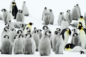 Antarctica Penguins9180310991 300x200 - Antarctica Penguins - Penguins, Equador, Antarctica